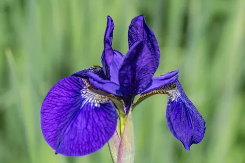 आइरिस 4K वॉलपेपर · flowers · 3840×2560
