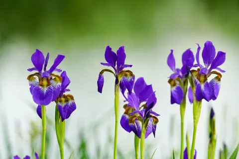 Iris 4K Wallpaper · flowers · 3840×2560