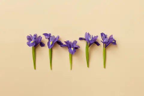 Fondo de pantalla Iris 4K · flowers · 3840×2560