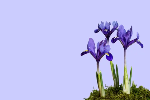 Iris 4K Wallpaper · flowers · 3840×2560