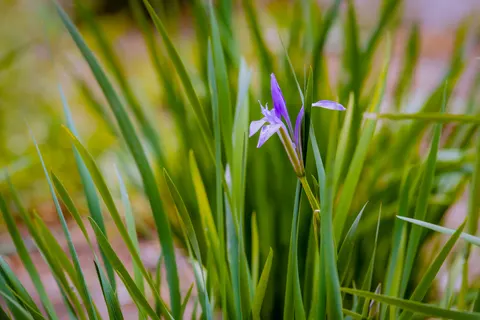 Wallpaper Bunga Iris 4K · flowers · 3840×2560