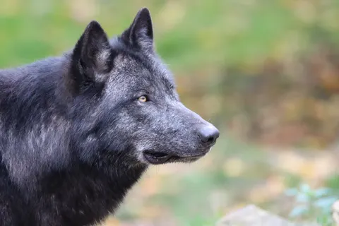 Fond d'écran Loup 4K · animals · 3840×2560