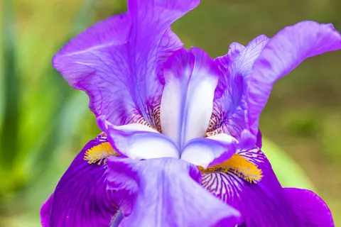 Fondo de pantalla Iris 4K · flowers · 3840×2560