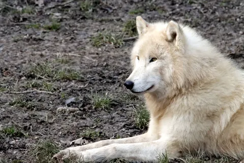 Fondo de pantalla Lobo 4K · animals · 3840×2560