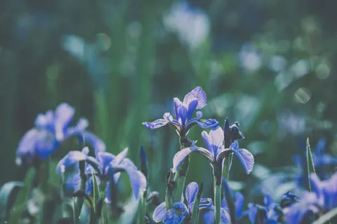 Iris 4K Wallpaper · flowers · 3840×2563
