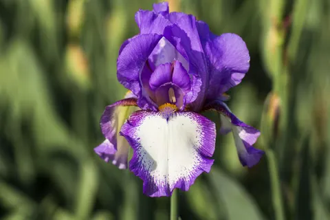 Hình nền Hoa Diên Vĩ 4K · flowers · 3840×2563