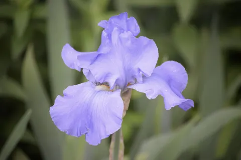 आइरिस 4K वॉलपेपर · flowers · 3840×2553