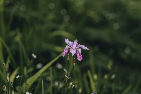 Iris 4K Wallpaper · flowers · 3840×2560