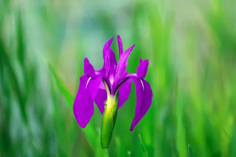 Iris 4K Wallpaper · flowers · 3840×2560