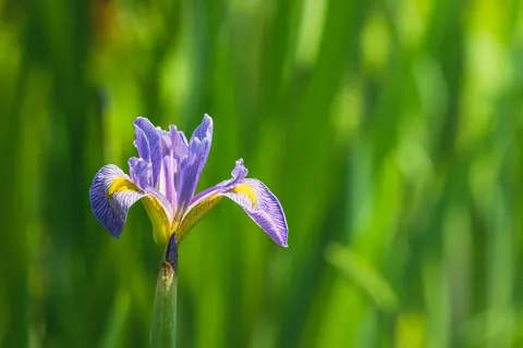 Iris 4K Wallpaper · flowers · 3840×2563