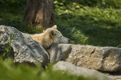 Fondo de pantalla Lobo 4K · animals · 3840×2560