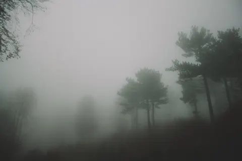 Foggy Forest 4K Wallpaper · nature · 3840×2560