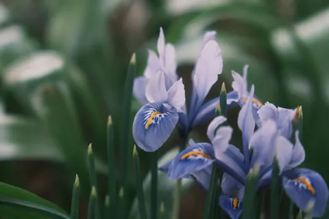 आइरिस 4K वॉलपेपर · flowers · 3840×2560