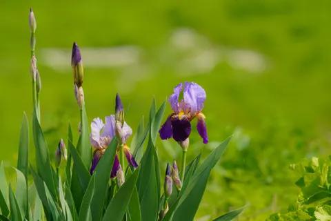 Sfondo Iris 4K · flowers · 3840×2560
