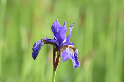 Wallpaper Bunga Iris 4K · flowers · 3840×2560
