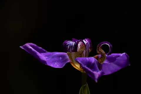 Iris 4K Wallpaper · flowers · 3840×2560