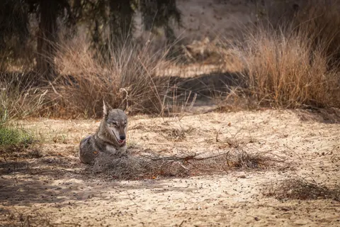Wolf 4K Hintergrundbild · animals · 3840×2561