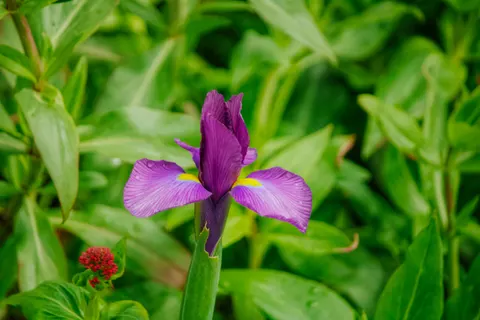 Tapeta Irys 4K · flowers · 3840×2560