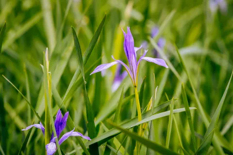 Iris 4K Wallpaper · flowers · 3840×2560