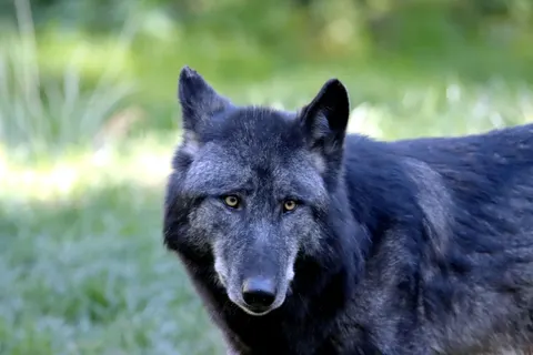 Fond d'écran Loup 4K · animals · 3840×2560
