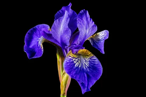 Tapeta Irys 4K · flowers · 3840×2560