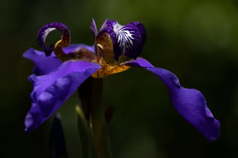 Tapeta Irys 4K · flowers · 3840×2560