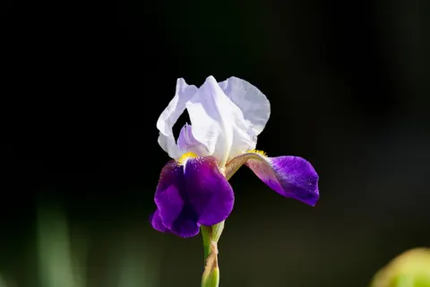 Sfondo Iris 4K · flowers · 3840×2560