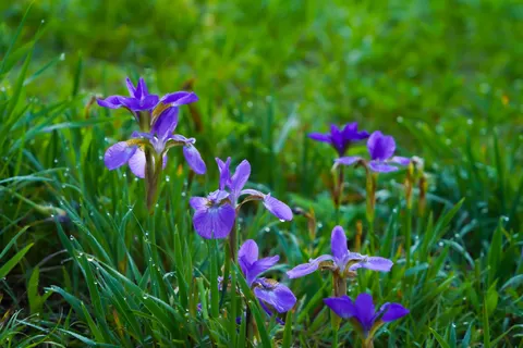 Iris 4K Wallpaper · flowers · 3840×2560
