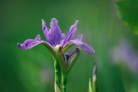Sfondo Iris 4K · flowers · 3840×2563