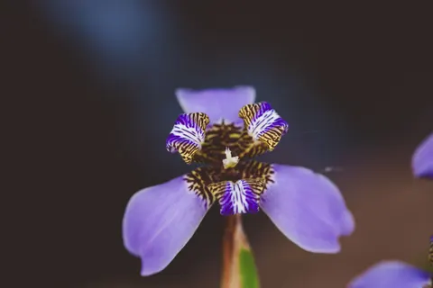 आइरिस 4K वॉलपेपर · flowers · 3840×2560