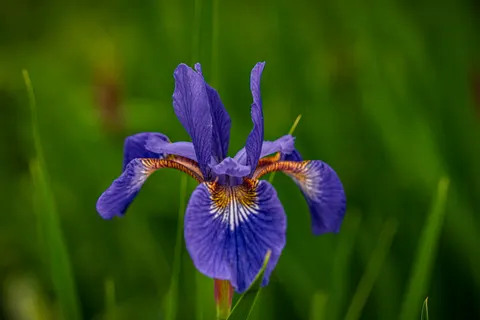 Iris 4K Wallpaper · flowers · 3840×2563