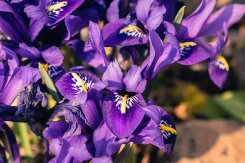 خلفية زهرة السوسن بدقة 4K · flowers · 3840×2560