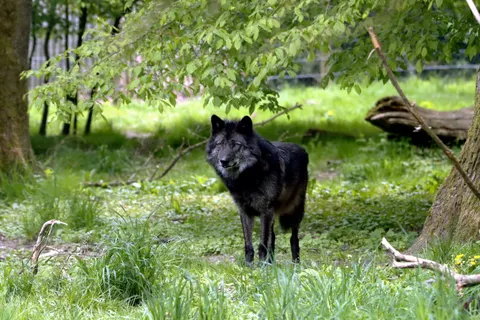 Fondo de pantalla Lobo 4K · animals · 3840×2560