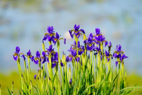 Iris 4K Hintergrundbild · flowers · 3840×2560