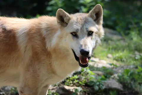 Fond d'écran Loup 4K · animals · 3840×2560