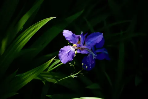 Wallpaper Bunga Iris 4K · flowers · 3840×2560