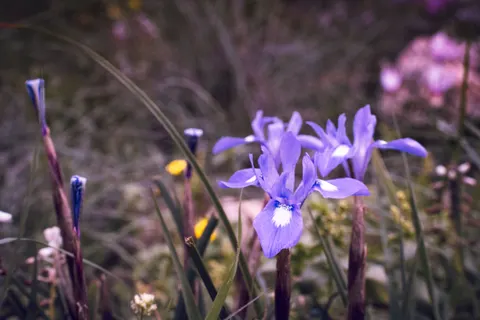 アイリス 4K壁紙 · flowers · 3840×2560
