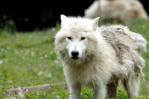 Fondo de pantalla Lobo 4K · animals · 3840×2560