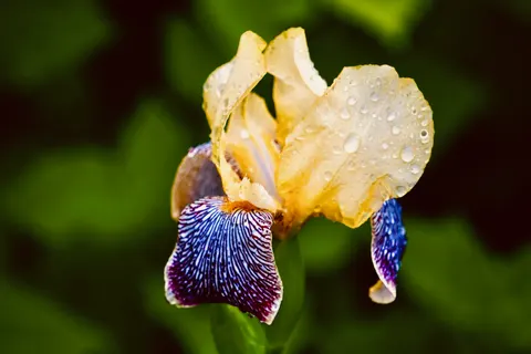 Süsen 4K Duvar Kağıdı · flowers · 3840×2560
