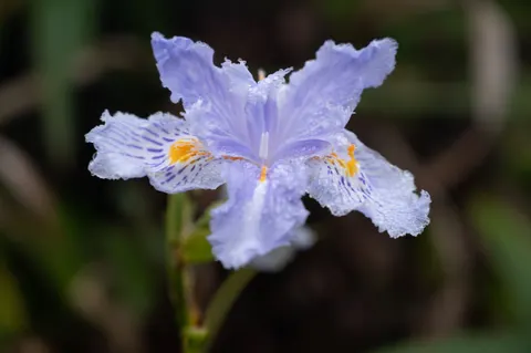 Fondo de pantalla Iris 4K · flowers · 3840×2555