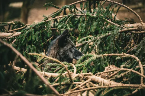 Fond d'écran Loup 4K · animals · 3840×2560