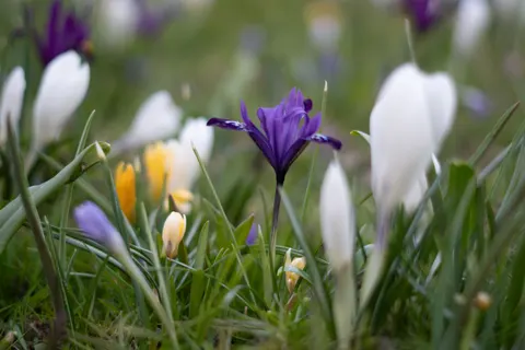 Sfondo Iris 4K · flowers · 3840×2560