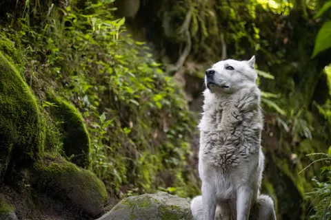 늑대 4K 배경화면 · animals · 3840×2560
