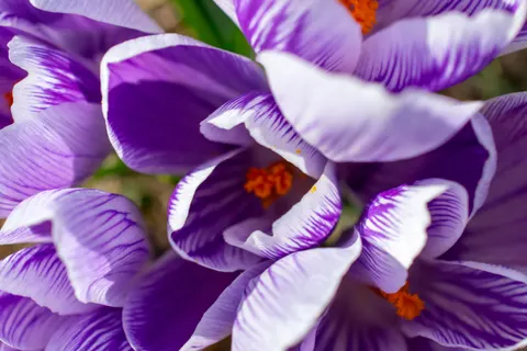 Fond d'écran Iris 4K · flowers · 3840×2560
