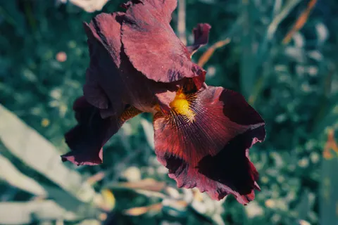 आइरिस 4K वॉलपेपर · flowers · 3840×2560