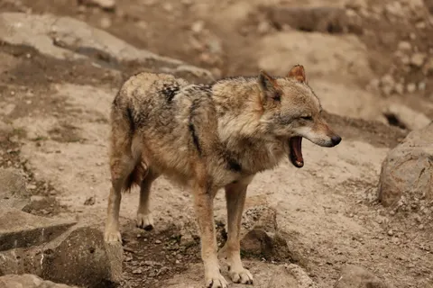 Fond d'écran Loup 4K · animals · 3840×2560