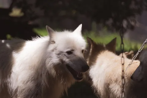 Обои Волк 4K · animals · 3840×2560
