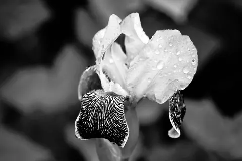 Sfondo Iris 4K · flowers · 3840×2560