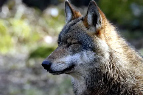 Fondo de pantalla Lobo 4K · animals · 3840×2560