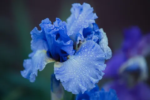 Sfondo Iris 4K · flowers · 3840×2560